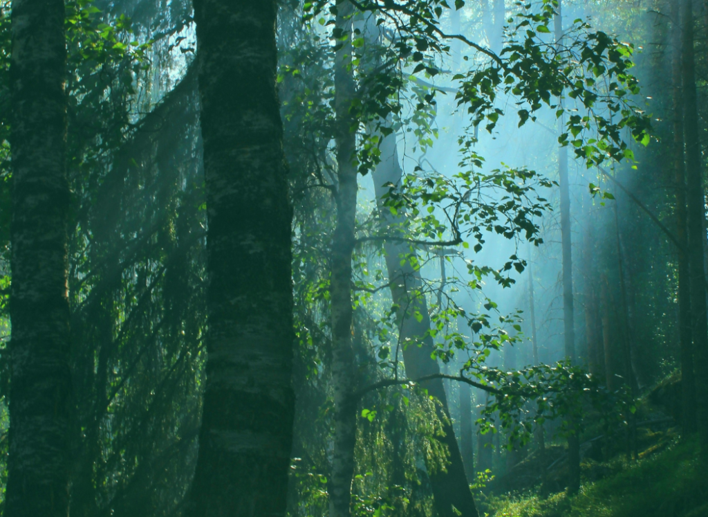 Biodiversity- without bees, nothing happens