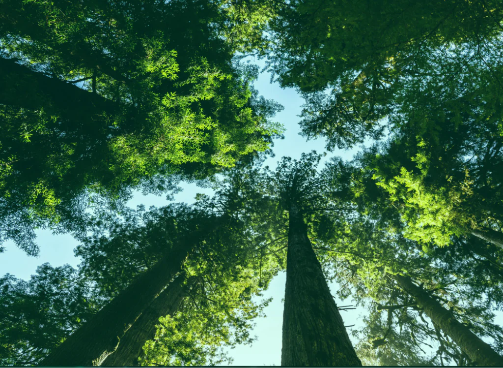 Between greenwashing and biodiversity credits: What finance has to do with biodiversity conservation.